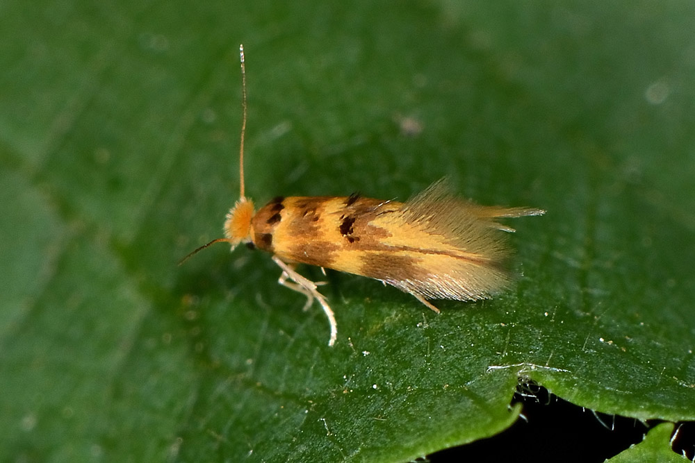 Piccolo Lepidottero da id - Bucculatrix thoracella